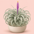 Air Plant