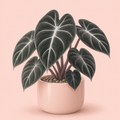 Alocasia Black Velvet
