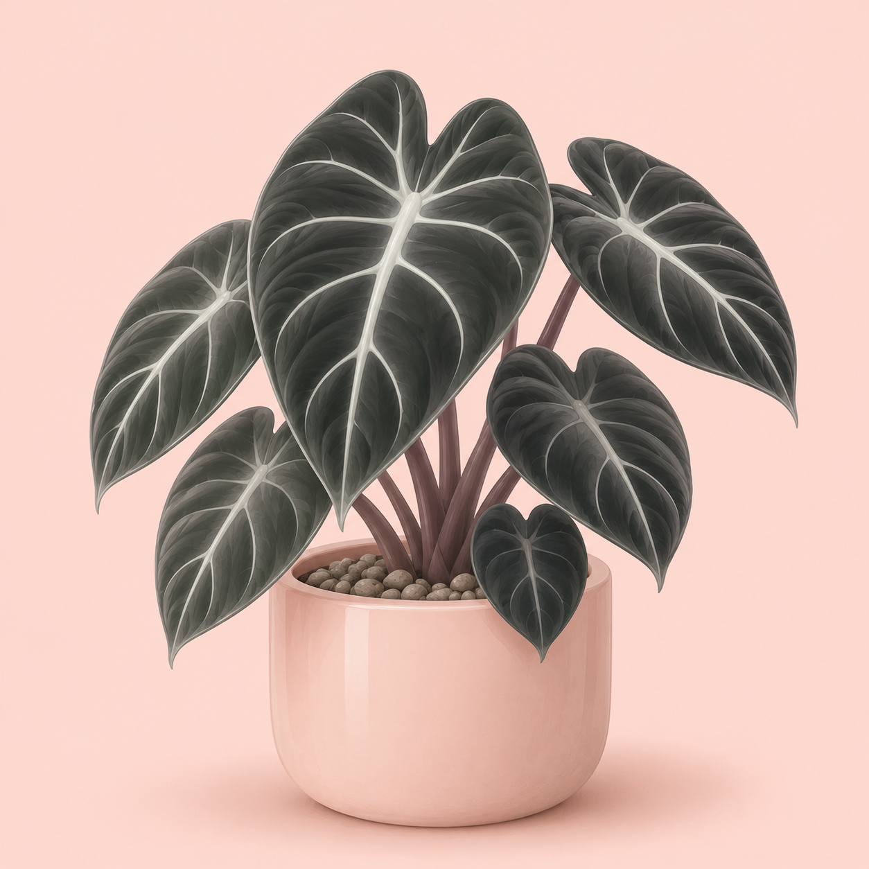Alocasia Black Velvet