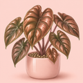 Alocasia Cuprea