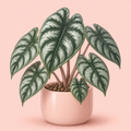 Alocasia Dragon Scale
