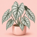 Alocasia Silver Dragon
