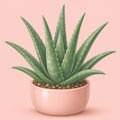 Aloe Plant
