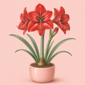 Amaryllis