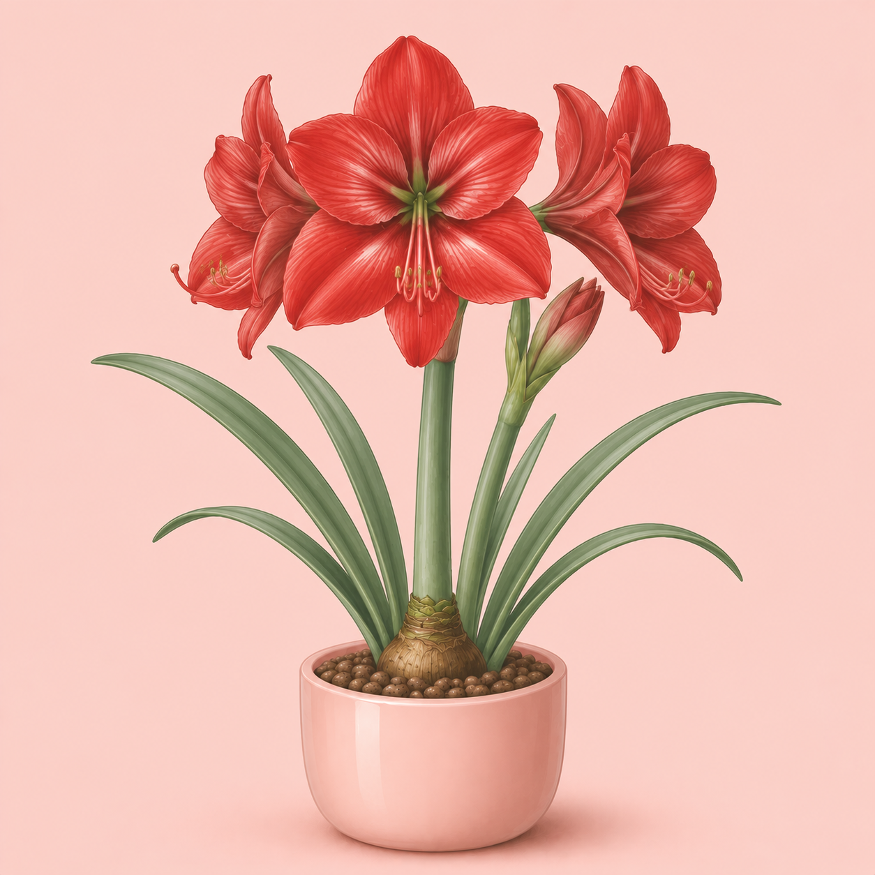 Amaryllis