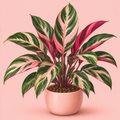 Calathea ‘Flamestar’