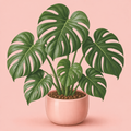 Monstera Deliciosa