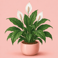 Peace Lily