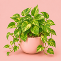 Pothos (Golden)