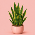 Snake Plant