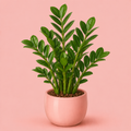 ZZ Plant